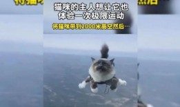 小猫有趣爆料视频大全集,小猫趣味爆料视频大集合