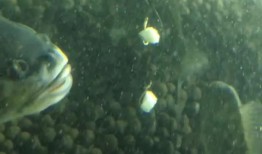 鲨鱼花椒爆料全过程视频,事件始末与幕后真相