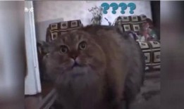 小猫有趣爆料视频大全集,小猫趣味爆料视频大集合