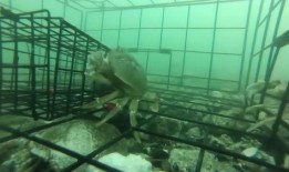 鲨鱼花椒爆料全过程视频,事件始末与幕后真相