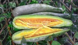 网红王璐茜吃瓜合集