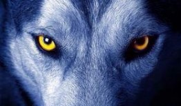 雪狼爆料静雯视频播放,静雯视频幕后真相，播放量惊人引热议