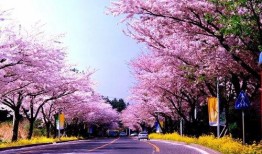 樱花更新大爆料真的吗视频,揭秘全新视频背后的秘密与亮点