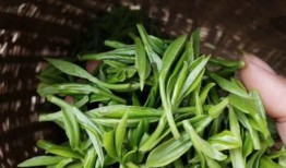 老茶叶最新爆料,茶叶界的惊天秘密大曝光！