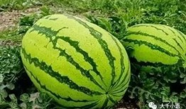 五一吃瓜网免费吃瓜应用下载,畅享瓜界盛宴！