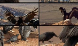 秃鹰下鸟视频在线观看,惊心动魄的空中猎杀现场