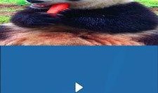 短视频剪辑爆料软件下载,下载爆料软件，轻松打造热门短视频！