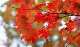 红叶大图爆料怎么做视频,视频生成攻略全解析