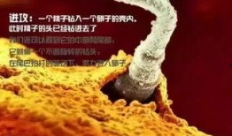 鲨鱼花椒爆料全过程视频,事件始末与幕后真相