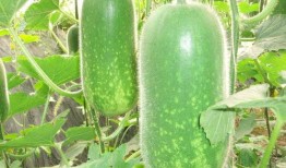 潮汕大瓜爆料视频下载,独家爆料背后的惊人真相