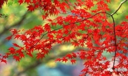 红叶大图爆料怎么做视频,视频生成攻略全解析