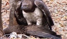 秃鹰下鸟视频在线观看,惊心动魄的空中猎杀现场