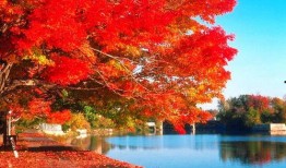 红叶大图爆料怎么做视频,视频生成攻略全解析