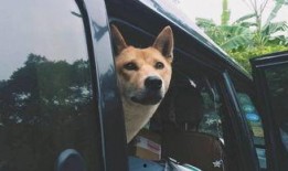 佛山偷狗新闻爆料,宠物安全警钟长鸣