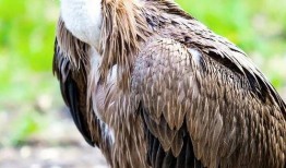 秃鹰下鸟视频在线观看,惊心动魄的空中猎杀现场