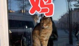 2022娱乐圈吃瓜乱象,揭秘吃瓜乱象背后的真相与反思