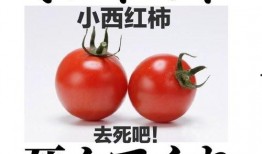 搞笑吃瓜番茄小说免费阅读,笑料百出，瓜田里的欢乐盛宴