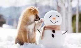 雪可爱爆料陈死狗视频,真相大白引热议