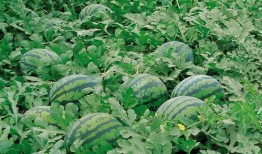 qq网红群吃瓜,一场吃瓜盛宴背后的网络生态