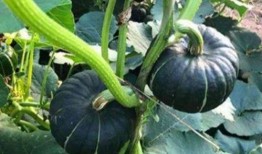 太阳女神网红吃瓜,揭秘娱乐圈幕后真相