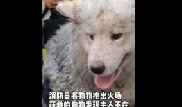 新闻爆料狗,揭秘娱乐圈幕后真相