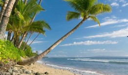 娱乐吃瓜酱椰树,娱乐吃瓜酱椰树，带你领略热带风情