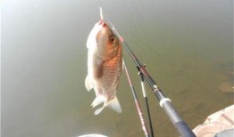 鱼的喂法真实爆料大全视频,真实爆料大全视频深度解析