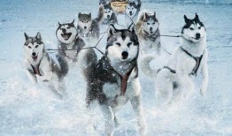 南极大冒险 在线观看,极地探险的惊心动魄之旅