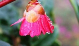 红花最新技能爆料图片大全,图鉴全面解析