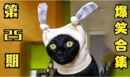 小猫有趣爆料视频大全集,小猫趣味爆料视频大集合