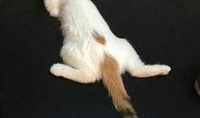 猫咪爆料视频,揭秘宠物界的秘密生活