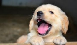 佛山偷狗新闻爆料,宠物安全警钟长鸣