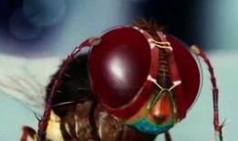 苍蝇2在线观看完整版,惊悚升级，悬疑再起！